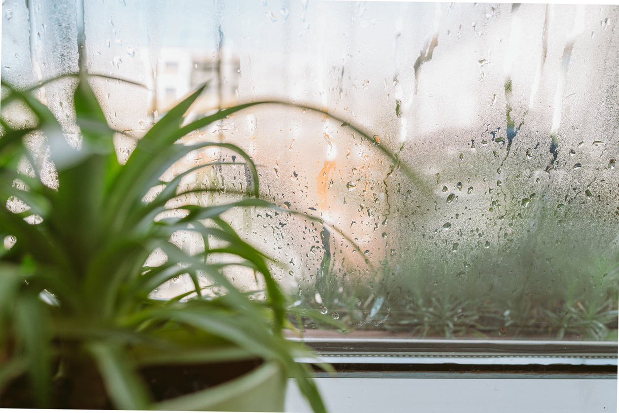flower pot on windowsill, pineapple, anthurium, near window with moisture evaporation